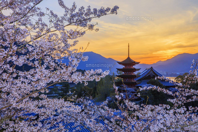 桜咲く宮島 五重塔と千畳閣と夕日[25516056493]の写真・イラスト素材