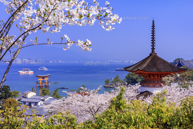 桜咲く宮島 厳島神社 多宝塔と大鳥居[25516056517]の写真・イラスト
