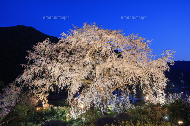 湯の山温泉のしだれ桜ライトアップ の写真素材 イラスト素材 アマナイメージズ