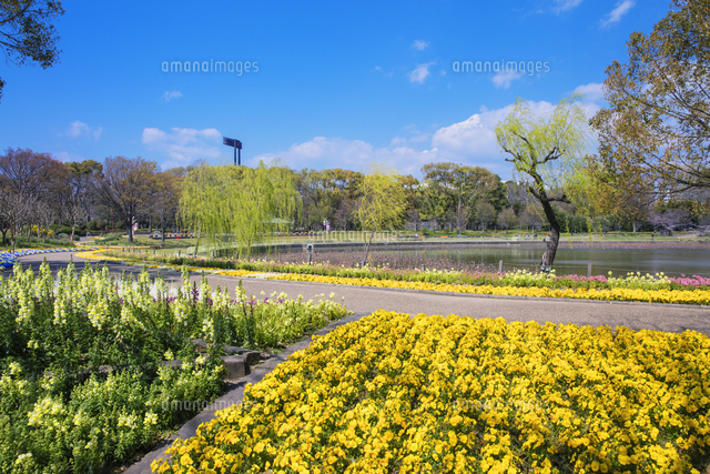 パンジー咲く長居公園 長居植物園 の写真素材 イラスト素材 アマナイメージズ