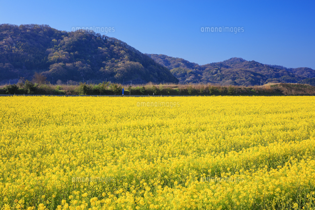 菜の花畑 道の駅笠岡ベイファーム の写真素材 イラスト素材 アマナイメージズ