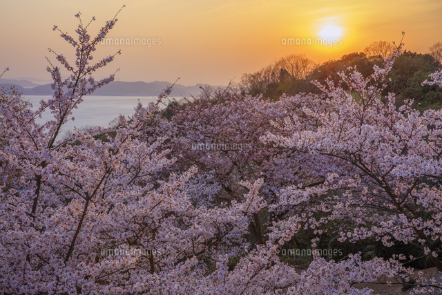 桜咲く王子ヶ岳より瀬戸内海と夕日[25516056607]の写真・イラスト素材