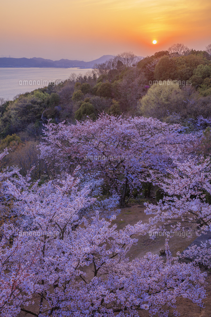 桜咲く王子ヶ岳より瀬戸内海と夕日[25516056609]の写真・イラスト素材