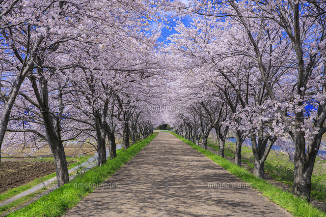 桜並木 桜並木 - NamuWiki