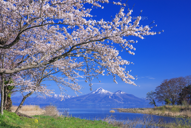桜と雪山/新緑と湖 桜咲く舟津公園より猪苗代湖と磐梯山[25516057035]の写真・イラスト