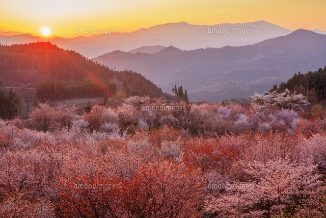 桜峠より飯豊連峰と夕日[25516057105]の写真・イラスト素材｜アマナ