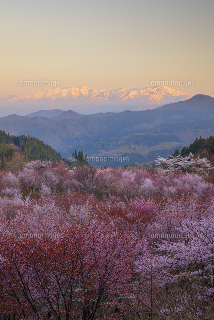 桜峠より飯豊連峰朝景[25516057114]の写真・イラスト素材｜アマナ
