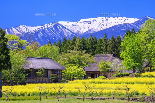 菜の花と民家と蔵王連峰 国営みちのく杜の湖畔公園[25516057263]の写真