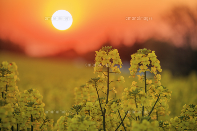 菜の花と朝日 大谷の菜の花畑 の写真素材 イラスト素材 アマナイメージズ