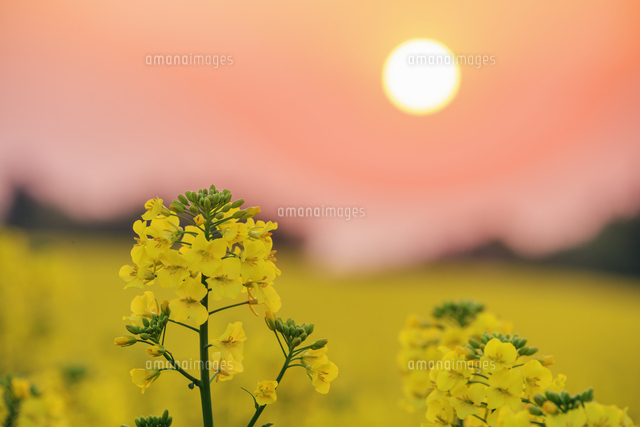 菜の花と朝日 大谷の菜の花畑 の写真素材 イラスト素材 アマナイメージズ