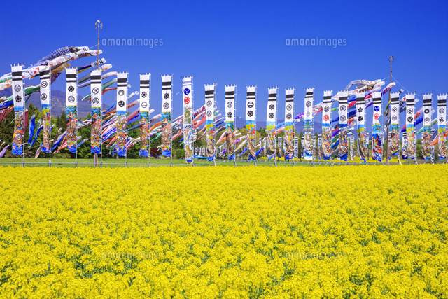 大谷の菜の花畑とのぼりとコイノボリ 那須高原 の写真素材 イラスト素材 アマナイメージズ
