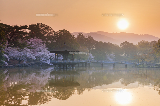 桜咲く奈良公園 鷺池と浮見堂と月朝日[25516059531]の写真・イラスト