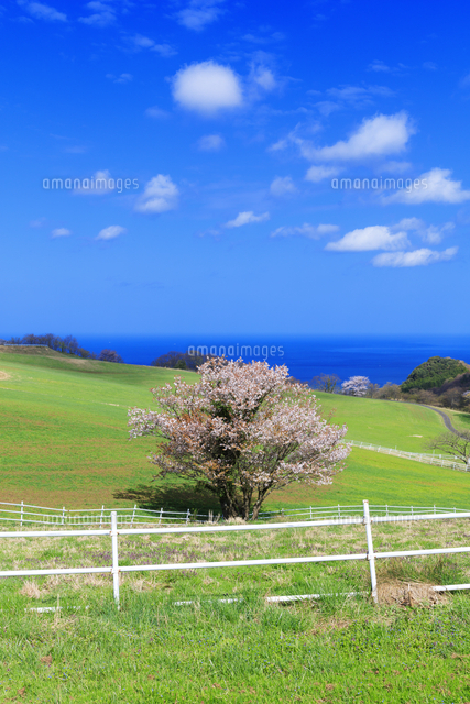 桜と牧草地と日本海 碇高原牧場 の写真素材 イラスト素材 アマナイメージズ
