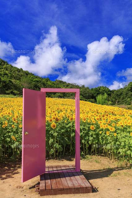 ピンクのドアとヒマワリ咲く志摩市観光農園 の写真素材 イラスト素材 アマナイメージズ