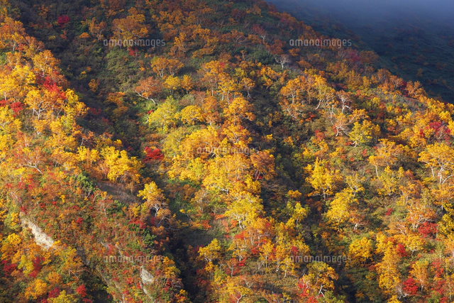 十勝岳温泉より紅葉の斜面と富良野岳 十勝岳連峰[25516060939]の
