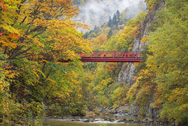 紅葉の豊平川と二見吊橋 定山渓[25516061576]の写真・イラスト素材