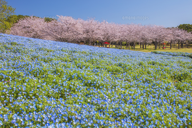 高品質♡ブルー桜瑪瑙スフィアNo.1960 高品質♡ブルー桜瑪瑙スフィアNo.1960 高品質♡ブルー桜瑪瑙スフィアNo
