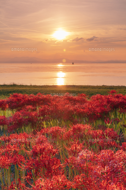 彼岸花咲く琵琶湖と夕日[25516064305]の写真・イラスト素材｜アマナ