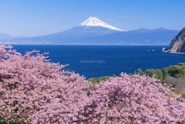 河津桜咲く井田より富士山[25516065658]の写真・イラスト素材｜アマナ