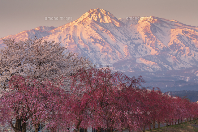 はねうま大橋より矢代川の桜並木と妙高山(越後富士)朝景[25516066061