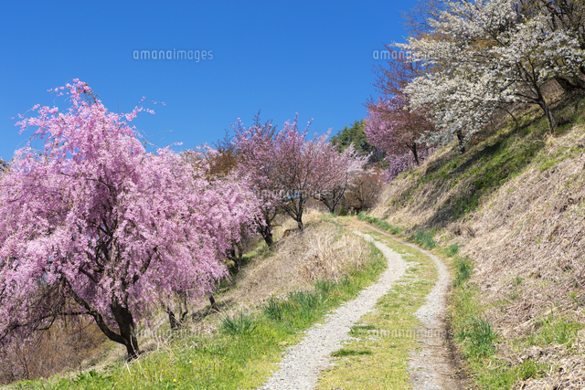 桜咲く見晴らしの丘[25516066272]の写真・イラスト素材｜アマナイメージズ