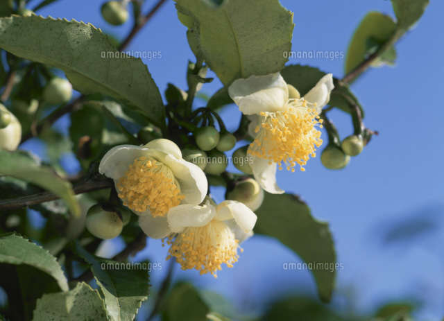 お茶の花 の写真素材 イラスト素材 アマナイメージズ