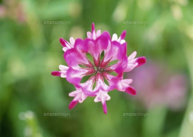 レンゲの形 の写真素材 イラスト素材 アマナイメージズ