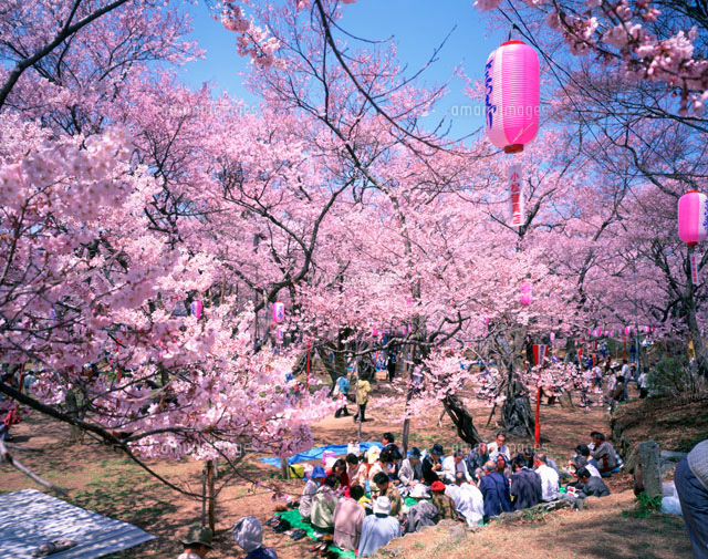 花見風景 高遠城祉公園[25532005585]の写真・イラスト素材｜アマナ