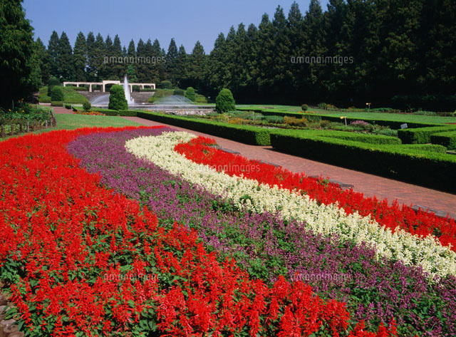 サルビア咲く公園 県立相模原公園 の写真素材 イラスト素材 アマナイメージズ