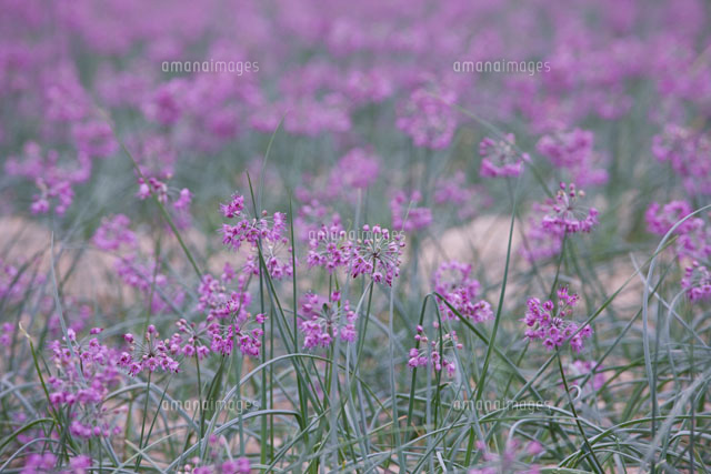 ラッキョウの花 の写真素材 イラスト素材 アマナイメージズ