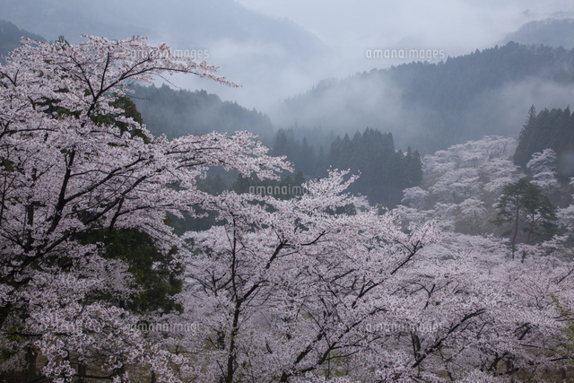 霧雨に煙る妙義山さくらの里[25532010746]の写真・イラスト素材