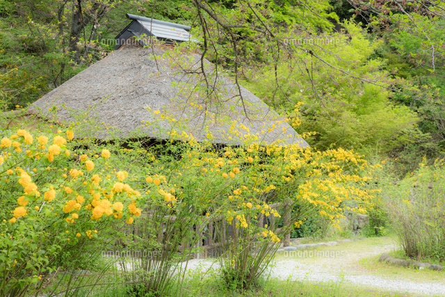 山吹の里 の写真素材 イラスト素材 アマナイメージズ