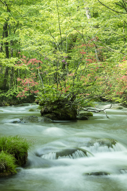 奥入瀬渓流 の写真素材 イラスト素材 アマナイメージズ