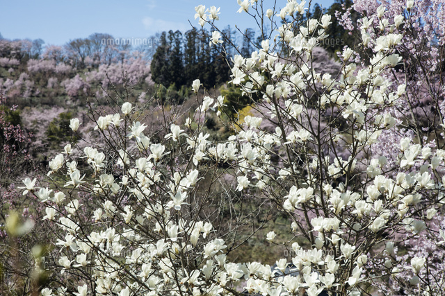 コブシ咲く花見山[25532011706]の写真・イラスト素材｜アマナイメージズ