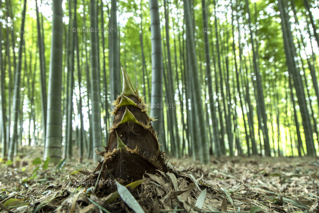 タケノコ生ず の写真素材 イラスト素材 アマナイメージズ
