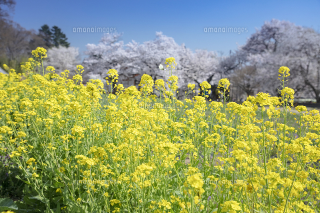 菜の花とモンシロ蝶と桜 の写真素材 イラスト素材 アマナイメージズ