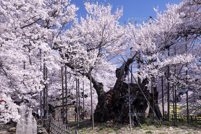 アクリル画　原画　「山高神代桜」額縁付　SMサイズ　風景画 アクリル画 原画 「山高神代桜」額縁付 SMサイズ 風景画