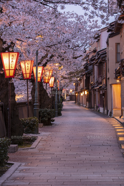 暮色の主計町の桜並木[25532012215]の写真・イラスト素材
