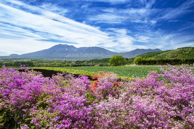 ツツジと畑と浅間山 の写真素材 イラスト素材 アマナイメージズ