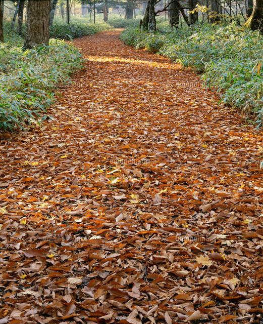 落ち葉の道[25538004564]の写真・イラスト素材｜アマナイメージズ