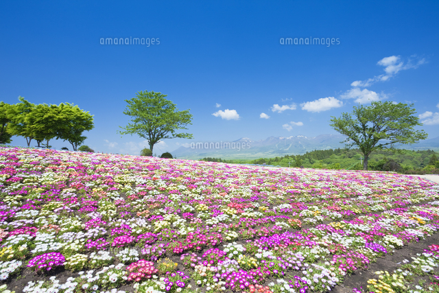 リビングストーンデージーと那須連山 那須フラワーワールド の写真素材 イラスト素材 アマナイメージズ