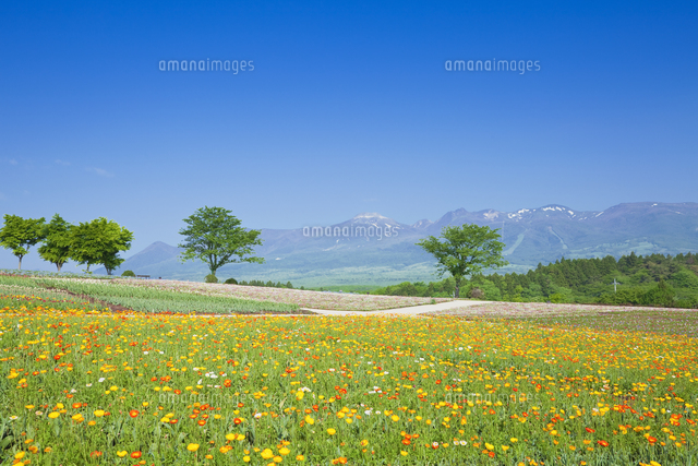 ポピーと那須連山 那須フラワーワールド の写真素材 イラスト素材 アマナイメージズ