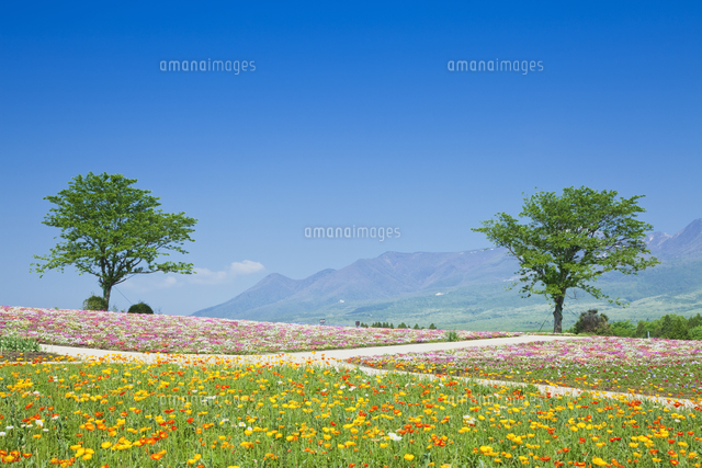 ポピーと那須連山 那須フラワーワールド の写真素材 イラスト素材 アマナイメージズ