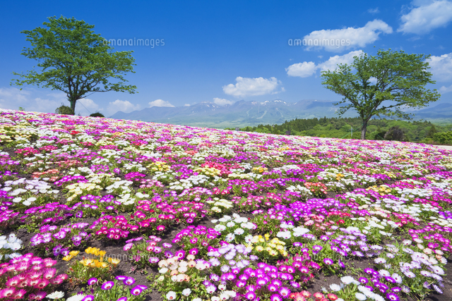 リビングストーンデージーと那須連山 那須フラワーワールド の写真素材 イラスト素材 アマナイメージズ