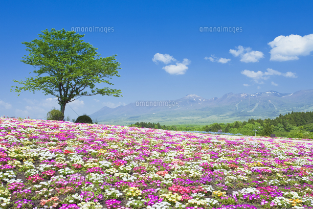 リビングストーンデージーと那須連山 那須フラワーワールド の写真素材 イラスト素材 アマナイメージズ