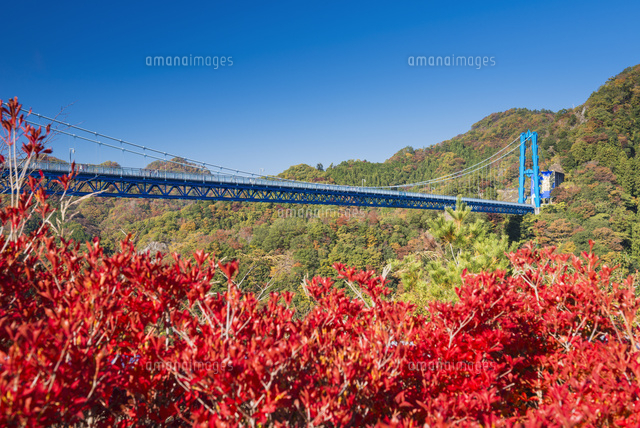 紅葉の竜神大吊橋 の写真素材 イラスト素材 アマナイメージズ