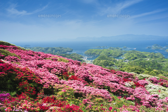 長串山公園のツツジ の写真素材 イラスト素材 アマナイメージズ