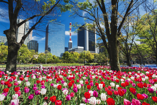 日比谷公園[25538014632]の写真・イラスト素材｜アマナイメージズ