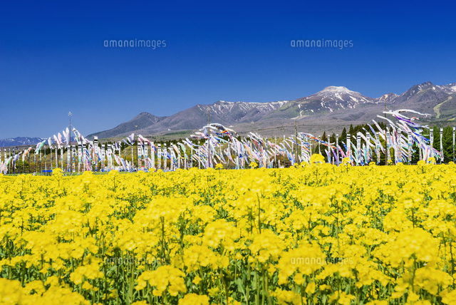 菜の花畑 の写真素材 イラスト素材 アマナイメージズ