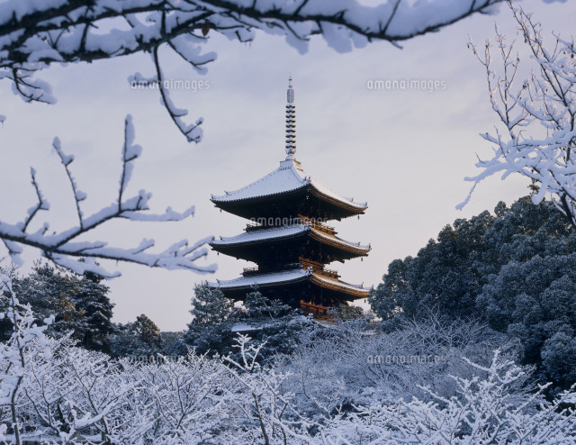 【雪景五重塔図】峰内光雪 1025 掛け軸 肉筆 京都　東山 雪の御室仁和寺 五重塔[25558010156]の写真・イラスト素材｜アマナ